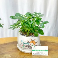 CHẬU CÂY NGŨ GIA BÌ- NGB193 