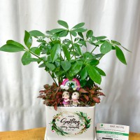 NGŨ GIA BÌ mix CẨM NHUNG, MAY MẮN - NGB298
