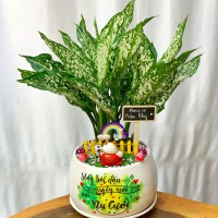 CÂY NGỌC NGÂN - NN245