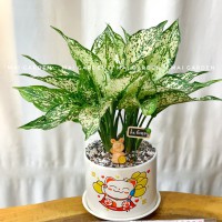 CÂY NGỌC NGÂN NN206
