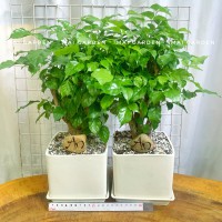 HẠNH PHÚC (GIÁ 1 CHẬU ) - HP262 B1