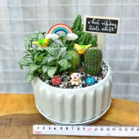 CHẬU CÂY XƯƠNG RỒNG MIX CẨM NHUNG XRCN268