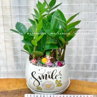 CHẬU CÂY KIM TIỀN  KT230