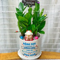 CÂY KIM TIỀN KT233