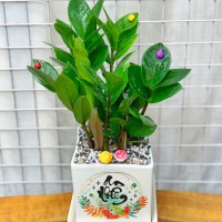 CHẬU CÂY KIM TIỀN - KT184