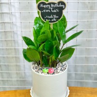 CHẬU CÂY KIM TIỀN - KT185