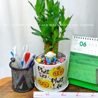 CHẬU CÂY PHÁT TÀI - PT208