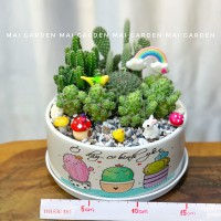 CHẬU CÂY XƯƠNG RỒNG - XR339