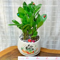 CHẬU CÂY KIM TIỀN - KT185