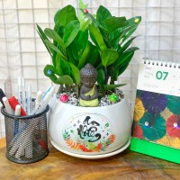 CHẬU CÂY KIM TIỀN - KT303
