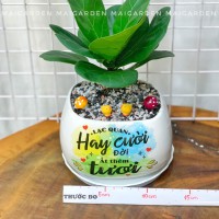 CHẬU CÂY BÀNG SING  BS205