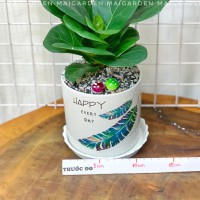 CHẬU CÂY BÀNG SING BS188