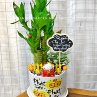 CHẬU CÂY PHÁT TÀI 