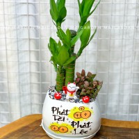 CHẬU CÂY PHÁT TÀI - PT245
