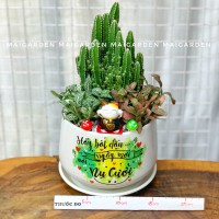 CHẬU CÂY XƯƠNG RỒNG MIX CẨM NHUNG XANH ĐỎ XR305