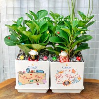 CHẬU CÂY TRƯỜNG SINH IN LOGO + TÊN RIÊNG