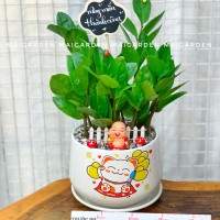 CHẬU CÂY KIM TIỀN - KT313