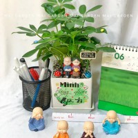CÂY NGŨ GIA BÌ CHẬU VUÔNG NGB227