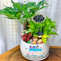 CHẬU CAY KIM NGÂN MIX TRẦU BÀ CẨM NHUNG ĐỎ - KN485