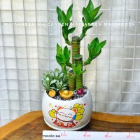 CHẬU CÂY PHÁT TÀI MIX CẨM NHUNG XANH CPT217