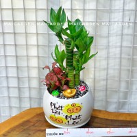 CHẬU CÂY PHÁT TÀI MIX CẨM NHUNG ĐỎ PT217