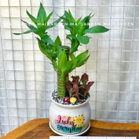CHẬU CÂY PHÁT TÀI MIX CẨM NHUNG ĐỎ PT207