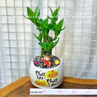 CHẬU CÂY PHÁT TÀI PT192