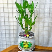 CHẬU CÂY PHÁT TÀI PT172