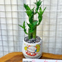 CHẬU CÂY PHÁT TÀI PT138
