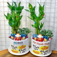 CHẬU CÂY PHÁT TÀI MIX CẨM NHUNG ( MAY MẮN ) IN LOGO PT300