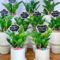 CHẬU CÂY KIM TIỀN KT185