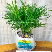 CHẬU CÂY CAU TIỂU TRÂM CTT195