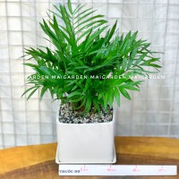 CHẬU CÂY CAU TIỂU TRÂM CTT167