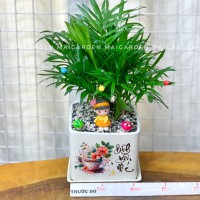 CHẬU CÂY CAU TIỂU TRÂM CTT207