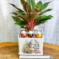 CHẬU CÂY PHÚ QUÝ