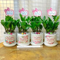 CHẬU CÂY KIM TIỀN KT196