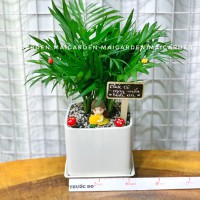 CHẬU CÂY CAU TIỂU TRÂM CTT200