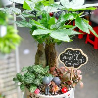 CHẬU CÂY KIM NGÂN MĨ CẨM NHUNG XANH ĐỎ - kn360