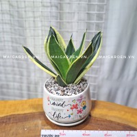 CHẬU CÂY LƯỠI HỔ LHX170