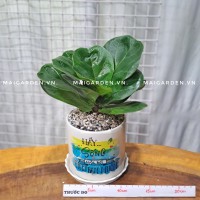 CHẬU CÂY BÀNG SING BS186