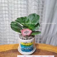 CHẬU CÂY BÀNG SINGAPORE BS191