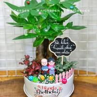 CHẬU CÂY KIM NGÂN MIX CẨM NHUNG - KN400