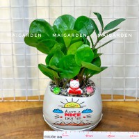 CHẬU CÂY KIM TIỀN - KT220