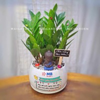 CHẬU CÂY KIM TIỀN IN LOGO - CKT331