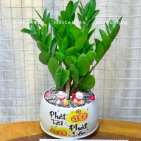 CHẬU CÂY KIM TIỀN -  KT305