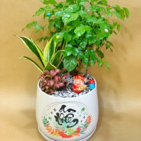 CHẬU CÂY HẠNH PHÚC - HP455
