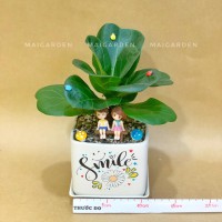 CHẬU CÂY BÀNG SING - BS222