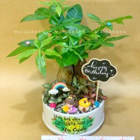 CHẬU CÂY KIM NGÂN MIX CẨM NHUNG - KN370