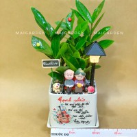 CHẬU CÂY KIM TIỀN - KT256