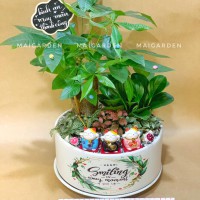 CHẬU CÂY KIM NGÂN MIX TRƯỜNG SINH, CẨM NHUNG - KNC1587